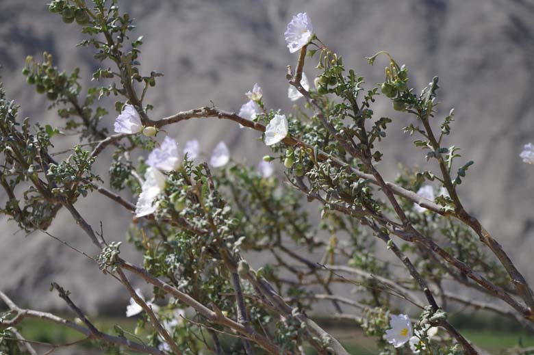 solanum